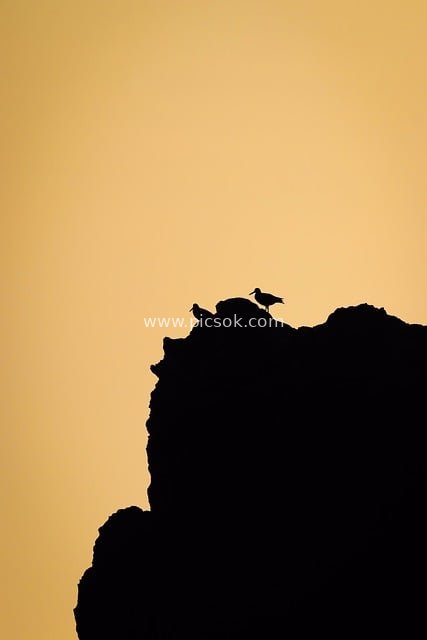 Sunset Silhouette: A Natural Moment of an Adult Oystercatcher and Chick Perched on Rocks