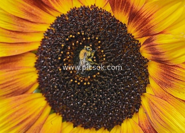 向日葵上的蜜蜂微距特写 自然授粉生态场景