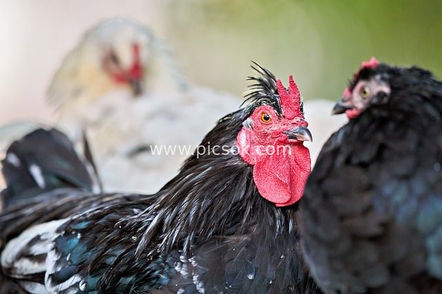 黑羽红冠公鸡特写 乡村农场家禽生动画面