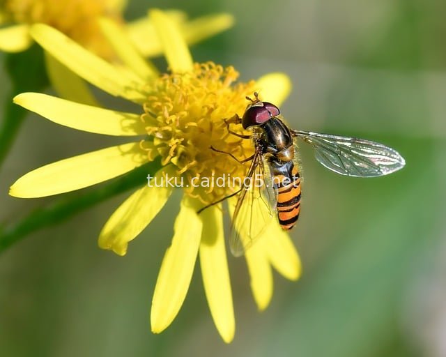微距食蚜蝇采蜜黄色花朵的自然生态瞬间