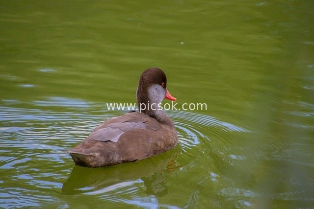 池塘里游泳的潜鸭 自然生态动物摄影