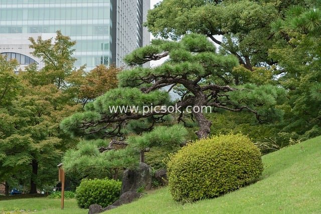 Tokyo Japanese Park Landscape: Natural Horticultural Beauty in the City