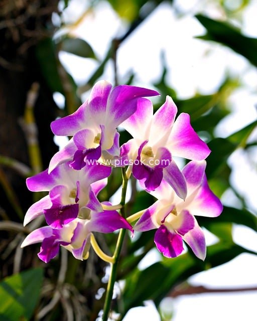 紫白相间石斛兰绽放 清新自然花卉特写