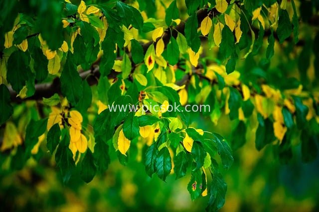 秋日阳光里黄绿树叶的自然美景
