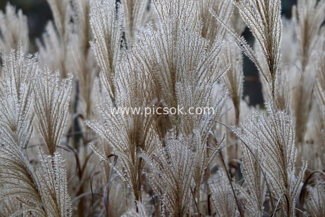 秋日青铜色中国芒草羽毛状花序特写