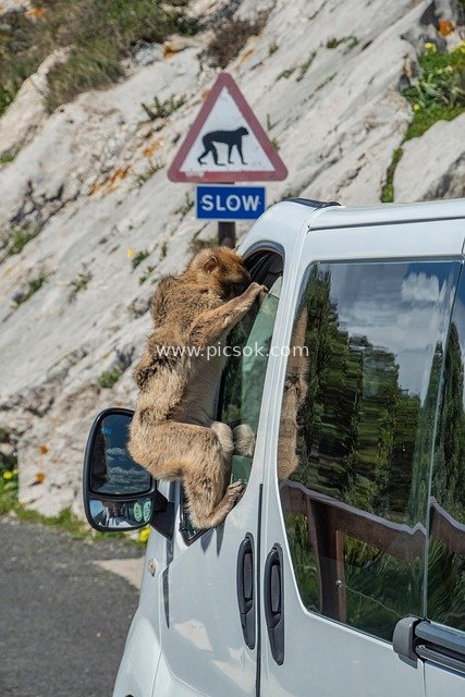 Fun Scene of Barbary Macaques Climbing Vehicles on Gibraltar Mountain Road