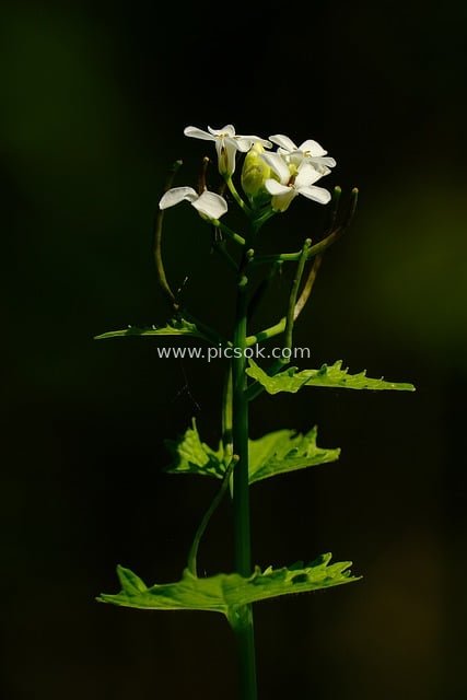蒜叶婆罗门参 白色小花 自然植物特写