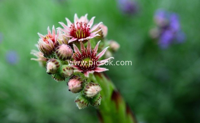 粉色多肉植物花 清新绿植背景花朵特写