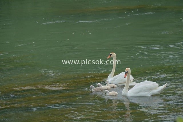 Heartwarming Scene of White Swans Swimming with Cygnets on Green Waters