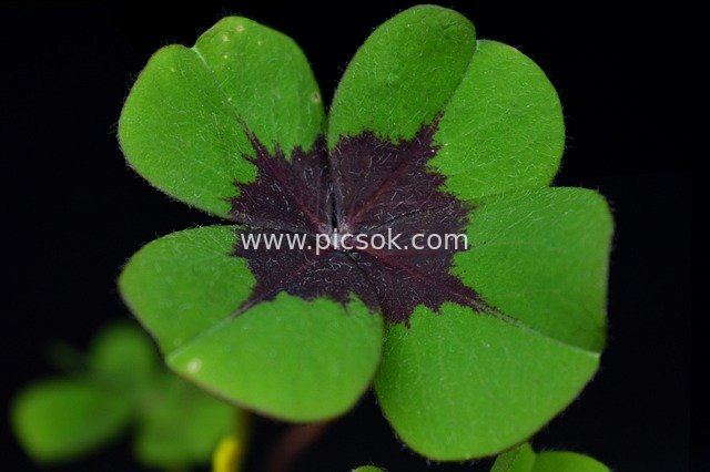 Close-up of Lucky Four-Leaf Clover - High-Definition Green Leaf on Black Background
