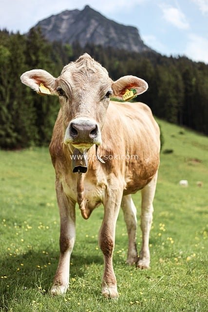 Summer Pastoral Landscape of Brown Cows in Alpine Pastures