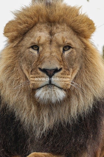 威严雄狮面部特写 自然中的顶级掠食者动物