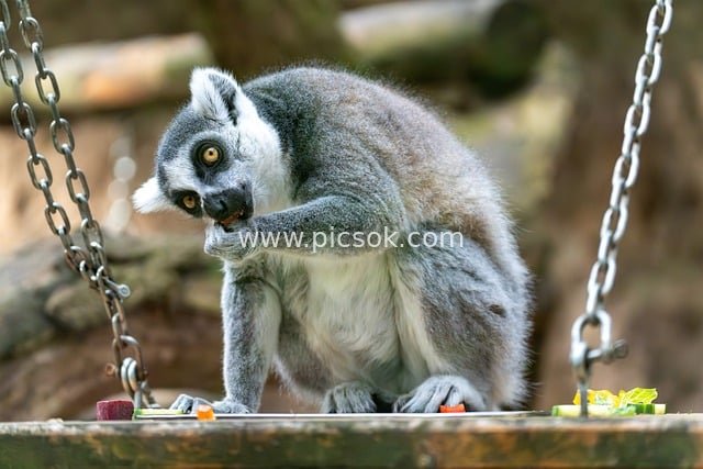 Ring-tailed Lemur Feeding – Adorable Wildlife Photography Material