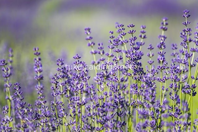 紫色薰衣草花田 夏日自然花卉美景