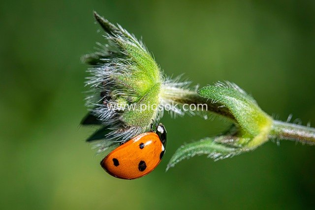 Macro Close-up of a Seven-spotted Ladybug Perched on a Spiny Flower Stem with Orange Elytra