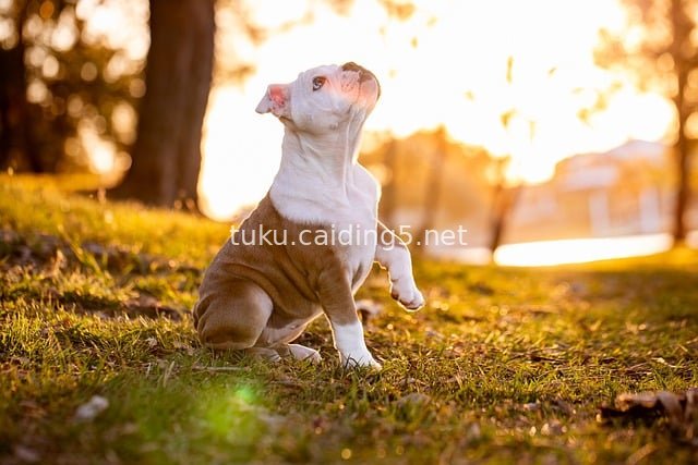 夕阳下可爱斗牛犬幼犬的温馨草地场景