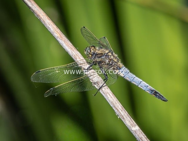 Blue - Bellied Dragonfly Perched on a Dry Branch - Close - up of Natural Insect Ecology
