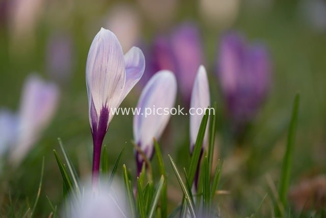 番红花春日绽放 花园里的清新自然