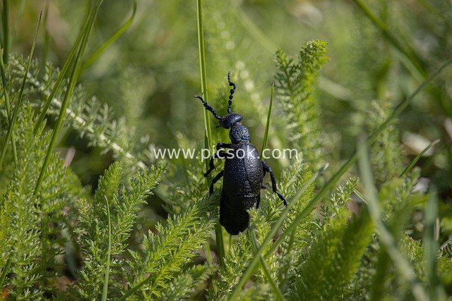 Macro Close-up: Vibrant Scene of Violet Oil Beetle in Green Grass