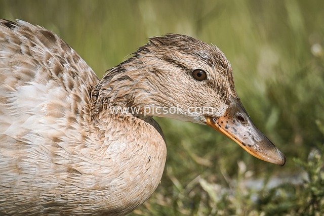 野鸭特写 自然湿地中的可爱水鸟羽毛细节