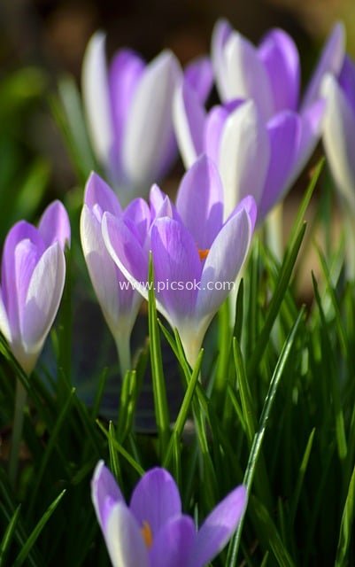 紫色番红花春日绽放 清新自然早春花卉