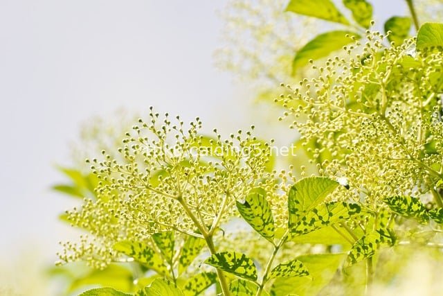 接骨木花绽放 清新自然灌木花果景观