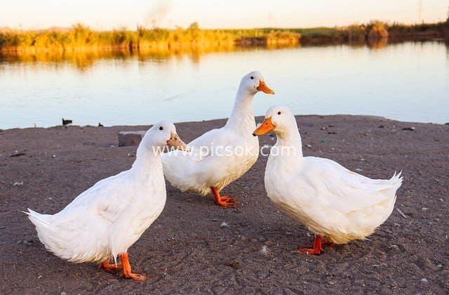湖畔三只白鸭 自然水边的可爱家禽