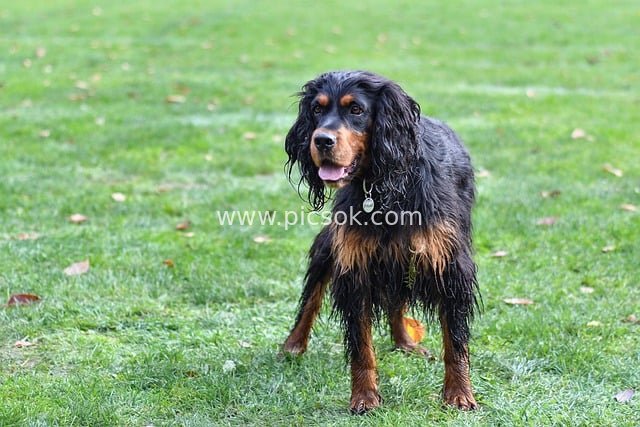Vibrant Scene of a Wet Gordon Setter Standing on Green Grass