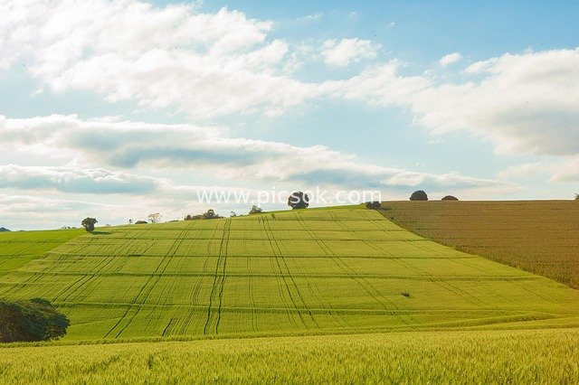 Refreshing Pastoral Scenery of Wheat Fields & Green Agricultural Landscape