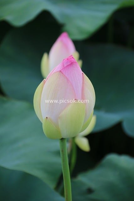 Natural Material: Pink Lotus Buds Against Lush Green Lotus Leaves Background