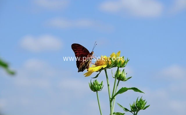 夏日蓝天黄花上的蝴蝶授粉自然美景