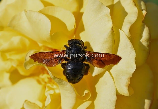 蓝木蜂采蜜特写 黄色玫瑰上的自然昆虫