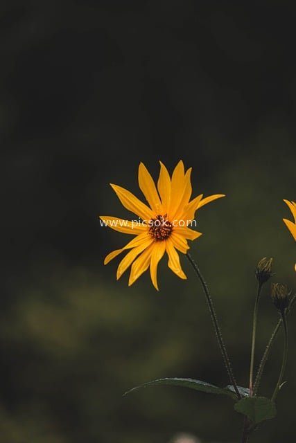 黄色花朵绽放 自然清新花卉特写摄影