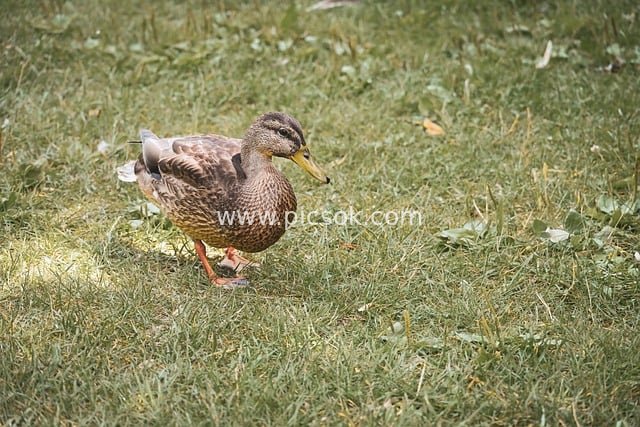 绿头鸭雌鸭漫步绿草地的自然野生动物场景