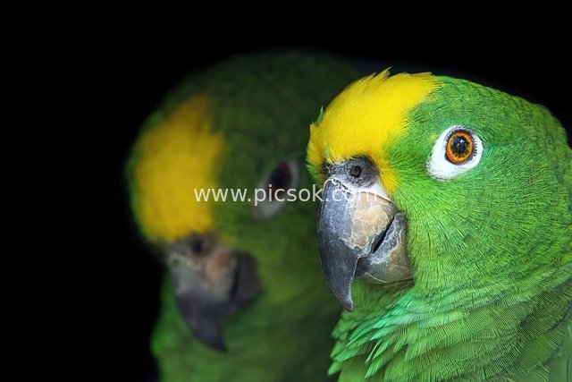 黄冠亚马逊鹦鹉情侣 翠绿羽毛明黄冠羽特写