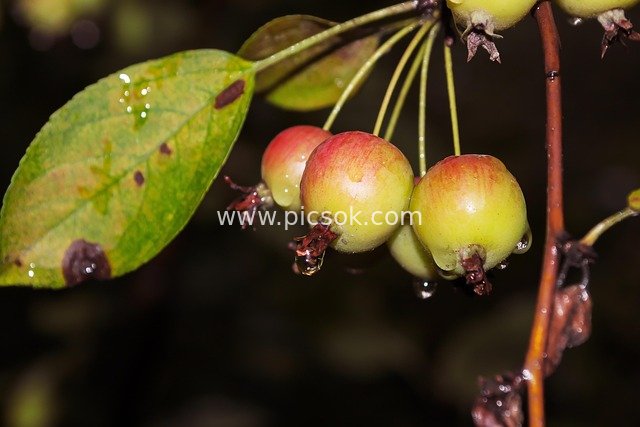 Mini Apples in Autumn Night Rain: Quiet Fruits in the Ecological Park
