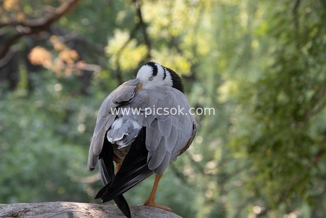 斑头雁在自然中休憩 头埋翅膀的睡鸟特写