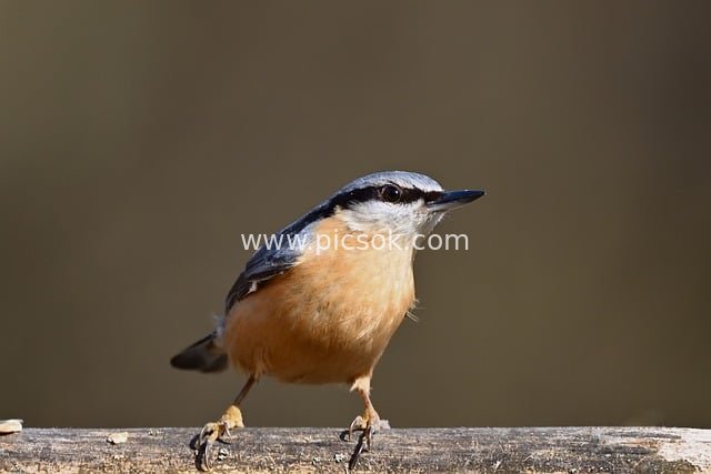 五子雀栖息木枝特写 自然野生动物摄影