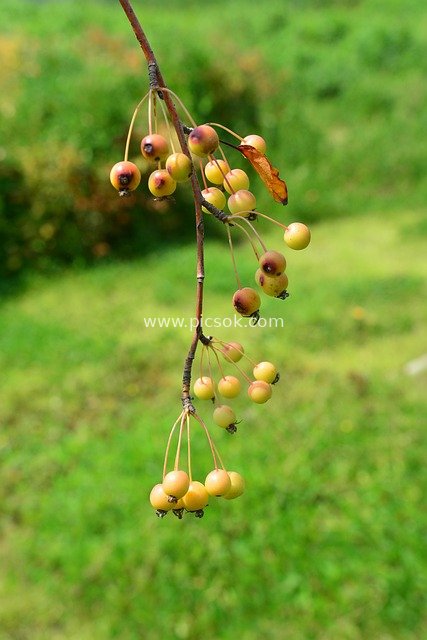 Autumn Mini Apple Tree Branch Natural Wallpaper with Blurred Background