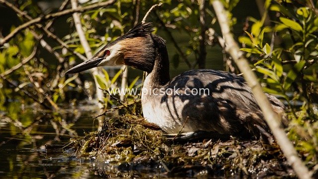 Great Crested Grebe Nesting by the Lake: Close-up of Wild Birds in Summer Nature