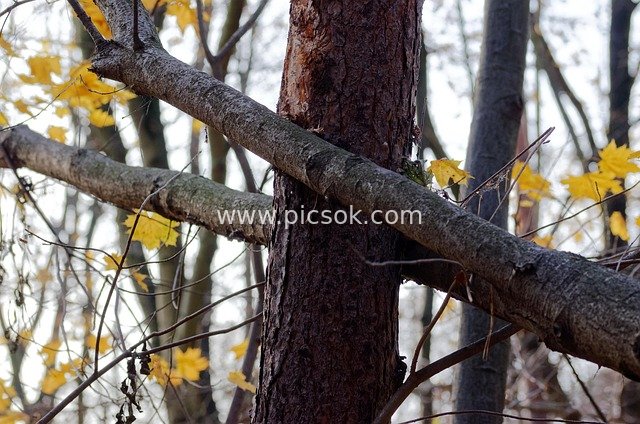 trunk, tree, inverted, trees, forest, the autumn, leaves, colors, yellow, landscape, the nature