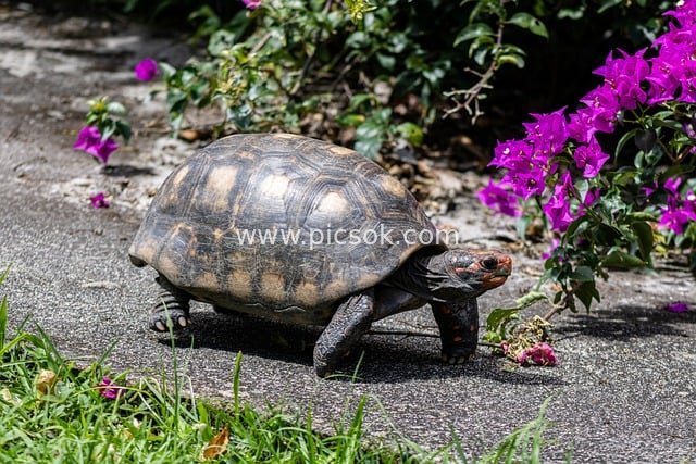 Outdoor Tortoise (Jaboti) Strolling in a Natural Scene with Purple Flower Clusters