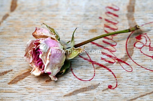 枯萎粉玫瑰 复古手写木纹背景素材