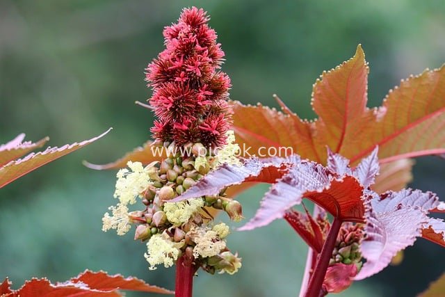 蓖麻植株开花结果 有毒药用植物特写