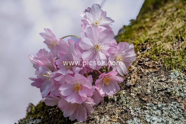 Close-up of Spring Cherry Blossoms: A Natural Encounter of Pink Petals and Mossy Trunks