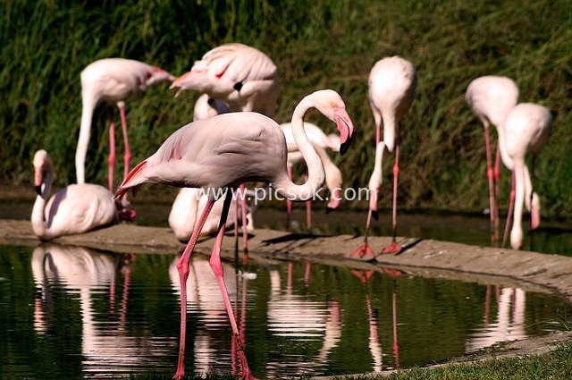 Flock of Pink Flamingos Resting by the Water - Natural Animal & Ecological Scene