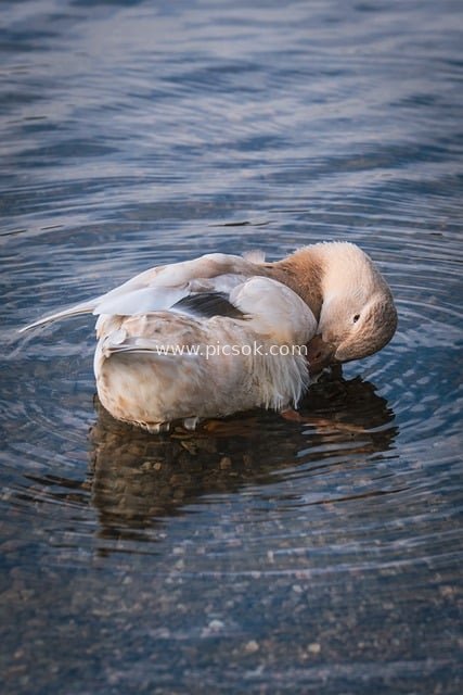 水面梳理羽毛的鸭子 宁静自然的水禽场景