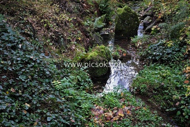 stream course, waldbach, landscape, water, stones, bushes, shades of green, leaves, reflection