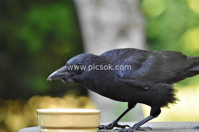 Close-Up of a Black Crow: Beak Holding Food, Vivid Natural Background