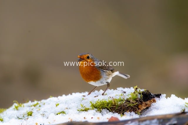 冬日雪中小可爱知更鸟 自然野生动物素材